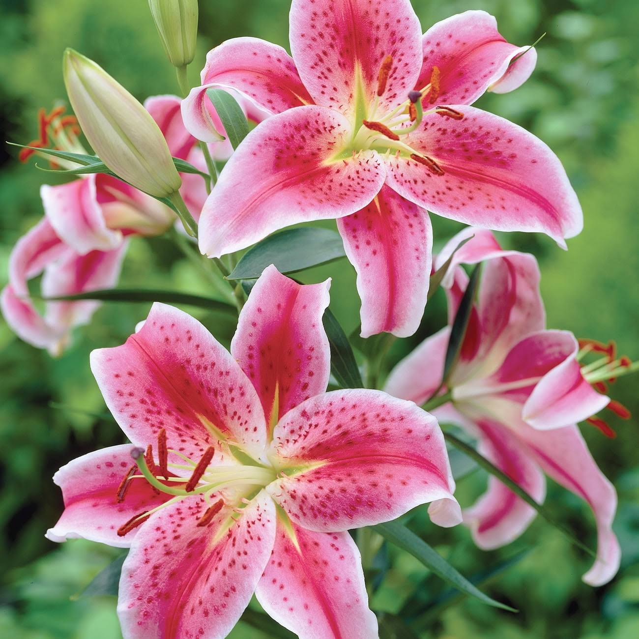 Van Zyverden Lily Stargazer Dormant Perennial Bulb Partial Sun; 3-6hrs Red - Product image 1