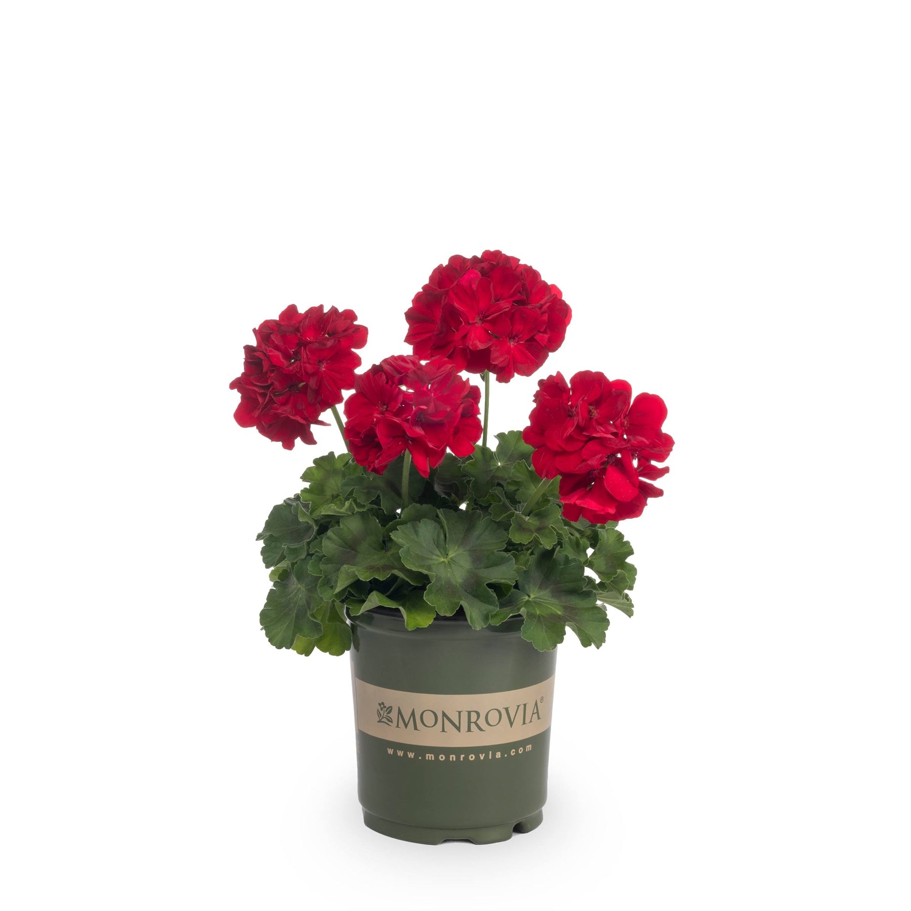Monrovia Red Geranium in 2.5-Quart Pot - Nursery - Product image 1